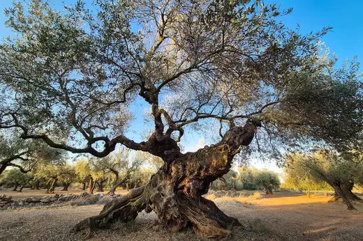 Olivos